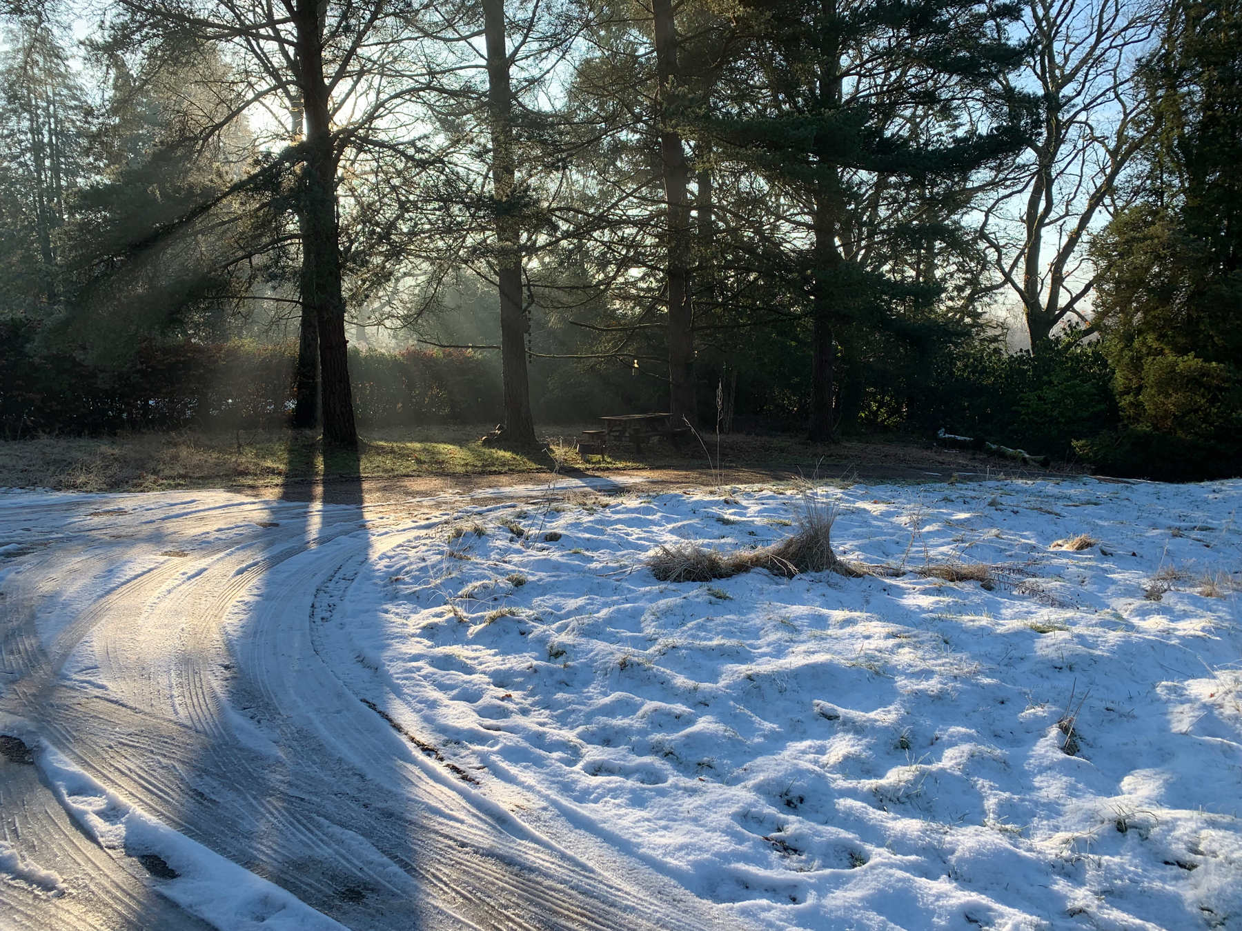 Snow covered grass and driveway. Sun streaming through pine trees in the background.