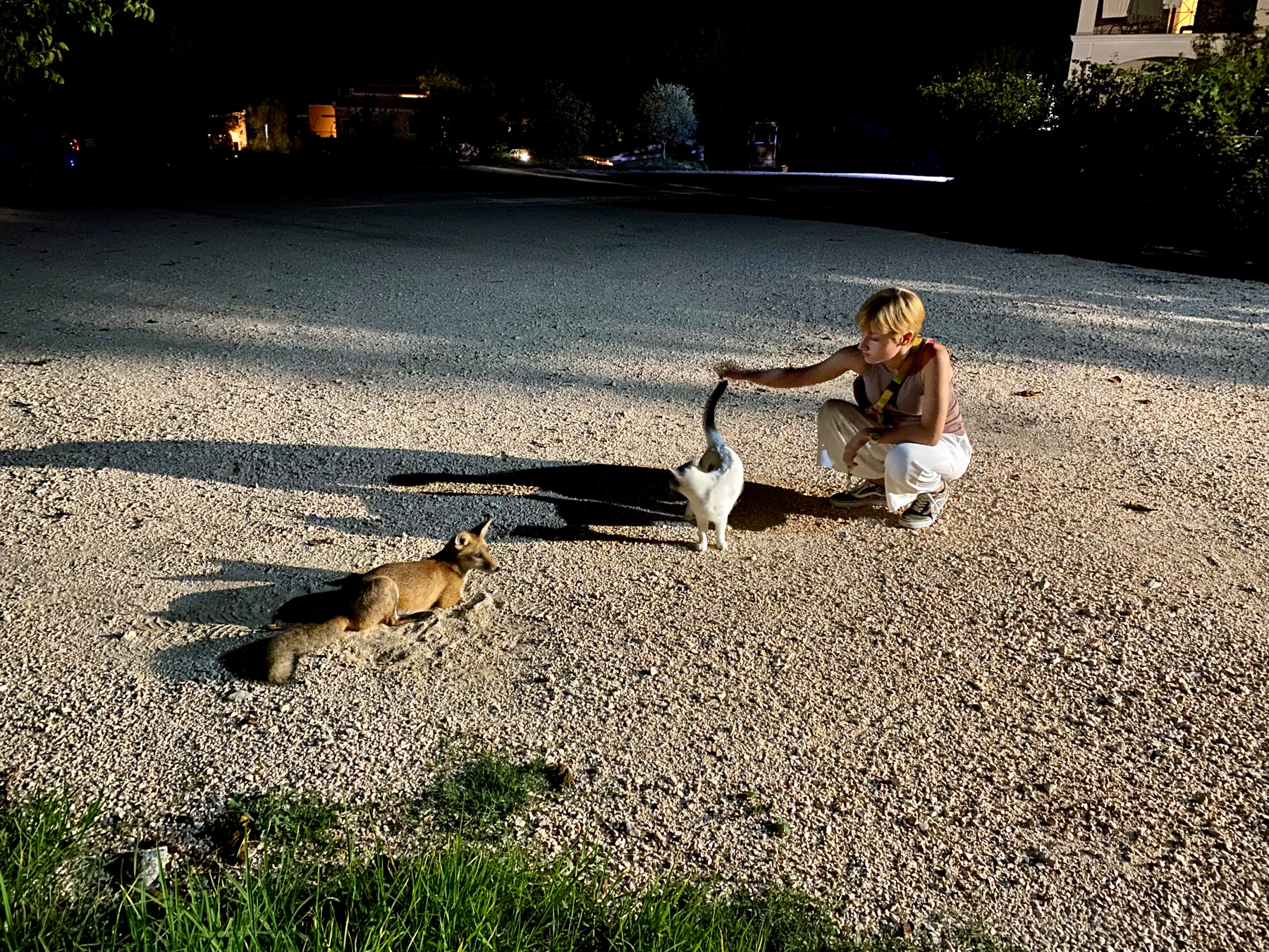 Woman crouching down stroking a cat, a fox lying on the ground a few feet away 